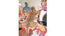assam, assam dfo, assam police, tiger skin, tiger skin seized, animal poaching, animal rights, tiger