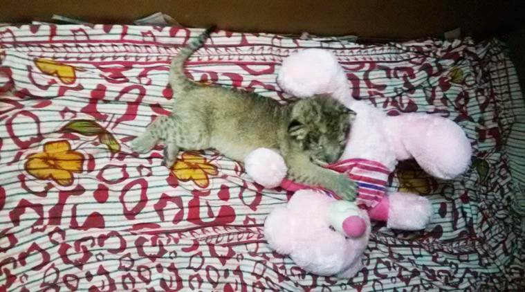 The cub & the toy. Ticking clock imitated mother’s heartbeat
