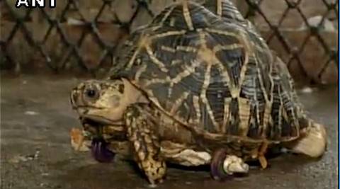 Tortoise on wheels: A new contender to the Hare?