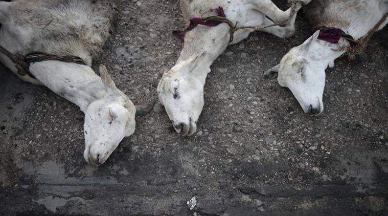 Sheep for sale lie on the ground at La Saline slaughterhouse in Port-au-Prince, Haiti, April 4, 2015. Reuters photographer Andres Martinez Casares: "The grunts of a pig or the bleating of a goat are one thing. Then there's the sound of animals about to be killed. That's something else. If you haven't heard that before, it's quite something. It's very early in the morning when this happens, well before dawn. Day after day, it's the same toil over and over again. The market of Croix des Bossales, in an area that once held a slave market, stands among impoverished Haiti's interim parliament compound, shipping ports, and downtown Port-au-Prince. The outdoor slaughterhouse of La Saline, which supplies the market, is mired in mud and littered with rubbish. It's a cluster of shacks, some with tin roofs, other with tarpaulins. It isn't among the best neighbourhoods, so to start with it was complicated being there. Little by little people became more trusting and let me work in peace to document the daily grind of killing and preparing the market. Smell is one of the most basic associations we have, taking us back to childhood or reminding us of a loved one. The stench produced from burning animal skins is very distinctive. But the smell that best defines this place is a mix of damp earth, animal dung and blood, which you can savour from the road when you pass by. If in the future I happen to chance on that kind of smell again, I am sure it will take me back to Port-au-Prince in the hours before dawn." REUTERS/Andres Martinez Casares  SEARCH "SLAUGHTERHOUSE" FOR ALL IMAGES      TPX IMAGES OF THE DAY