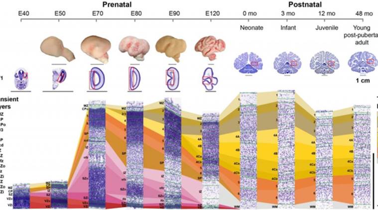 Researchers map brain development in primates | The Indian Express