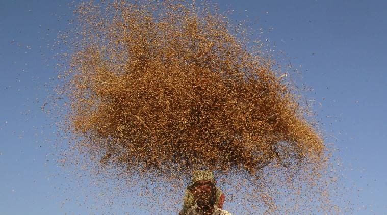 Demonetisation, rabi plantings, Demonetisation rabi crops, india news, indian express, indian express news