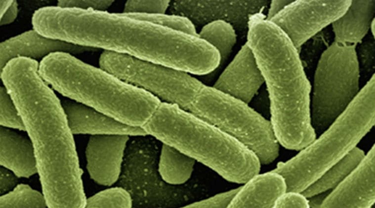 Bacteria-powered batteries coming soon to smartphones | Technology News