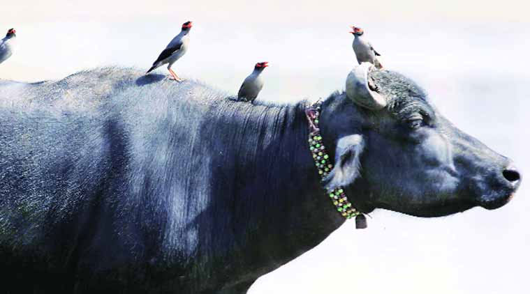 beef ban, india beef ban, BJP, beef export, beef ban India, BJP, India beef exports, beef exports, domestic milk availability, india beef exports, beef exports india, india beef, beef india, bovine meat, bovine meat exports, india news