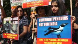Humboldt pengine, india Humboldt penguine, mumbai zoo, mumbai zoo Humboldt pengine, mumbai water problem, mumbai zoo motarlity rate, bmc, mumbai news, maharashtra news, india news