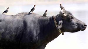 Where Indian buffalo meat exports go