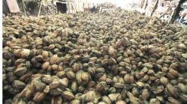 coconut 480 coconut, earthquake, earhtquake precaution, earthquake resistant, construction technology, science, technology, science news