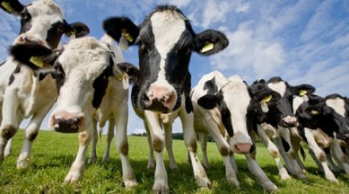 global warming, US against global warming, global warming issues, global warming check, US, livestocks to check global warming, greenhouse gases, world news, indian express news