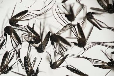 zika, zika virus, miami zika zone, florida identifies miami as zika zone, zika zone miami, miami news, us news, zika news, world news, indian express