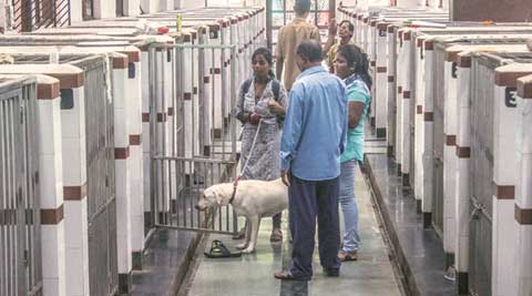 Dog store hospital parel