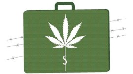 gujarat, plants hash, man plants hash, girlfriend's house, Narcotics Control Bureau, gujarat news, indian express news