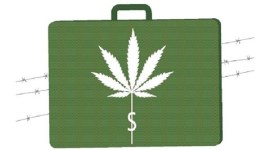 gujarat, plants hash, man plants hash, girlfriend's house, Narcotics Control Bureau, gujarat news, indian express news