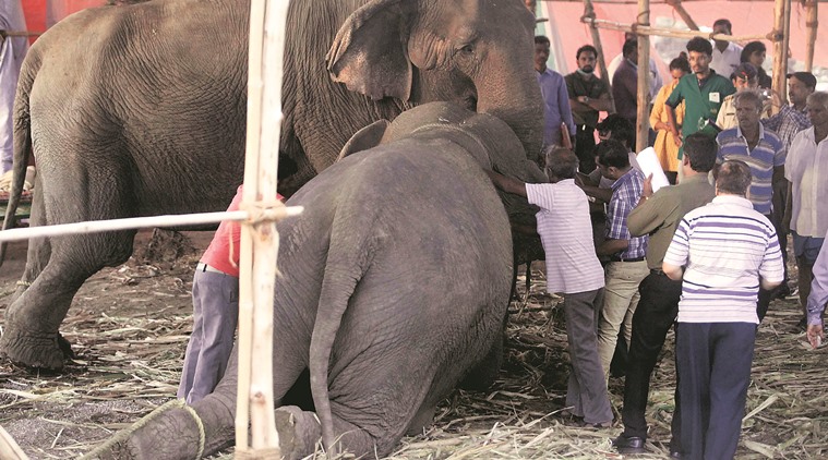 Animals, rambo circus, Rambo, rambo animals, Maharashtra Animal Husbandry Department, Garima Mishra, Pune rambo,  Dr AM Shinde, latest news, latest pune news