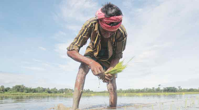 DAP is the second most consumed fertiliser after urea. Unlike the latter, only about 40 per cent of it is produced domestically.