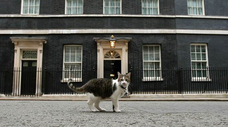 Larry the cat, David Cameron, Britian, Brexit, 10 Downing street, Britian PM, Britian Prime minister, world news, britian news, latest news