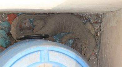 Giant lizard enters home, forest dept unsure of species | Cities News,The  Indian Express