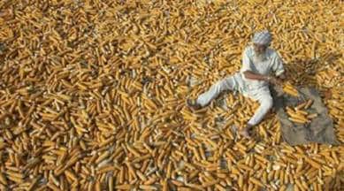maize, india maize, jammu kashmir, jammu kashmir maize, jammu kashmir maize rates, maize cost, maize rates, j&k news, business news, india news