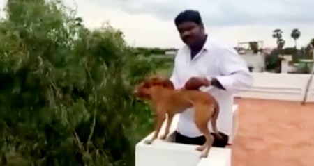 man throws dog from roof video, man throws dog from roof viral video, dog thrown from roof viral video, dog thrown from roof video, chennai man throws dog, Chennai Dog, Dog Thrown Off Roof, Dog Thrown Off Terrace, Animal Abuse, viral video, animal rights, horrific video of dog thrown, Social media, Chennai man who flung dog off roof, india news