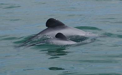 International Whaling Commission, rare Dolphins in New Zealand, New Zealand Dolphins, Rare dolphins Close to extintion in New Zealand, Maui's dolphin, World smallest dolphins close to extinctions, Dolphins in New Zealand close to extintion, New Zealand's billion-dollar fishing industry, Latest news, International news, World news