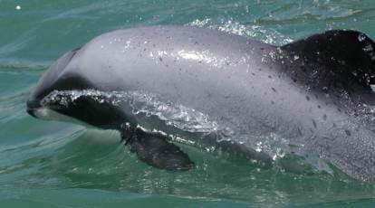 Whaling group demands action on rare New Zealand dolphin - TODAY