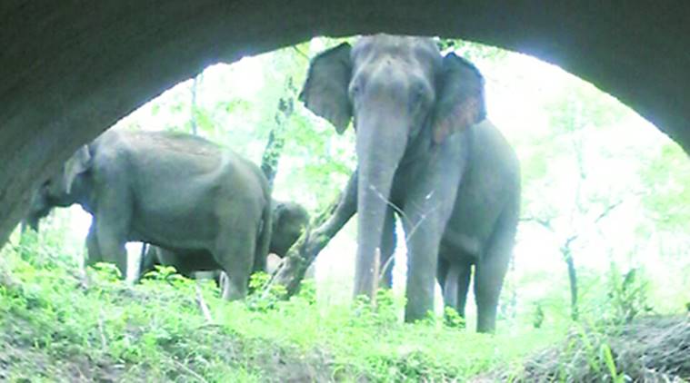  Maharashtra forest department, maharashtra elephants, elephants missing, maharashtra forest dept find elephnats, runaway elepants, indian express news, mumbai, mumbai news