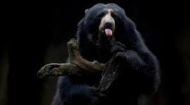 Jijamata Udyaan, Raani Baag, Victoria Gardens, Veermata Jijabai Bhosale Udyan & Zoo, Byculla zoo, Byculla zoo mumbai, mumbai zoo animal fruit icecreme, Mumbai zoo fruit ice lollies, indian express