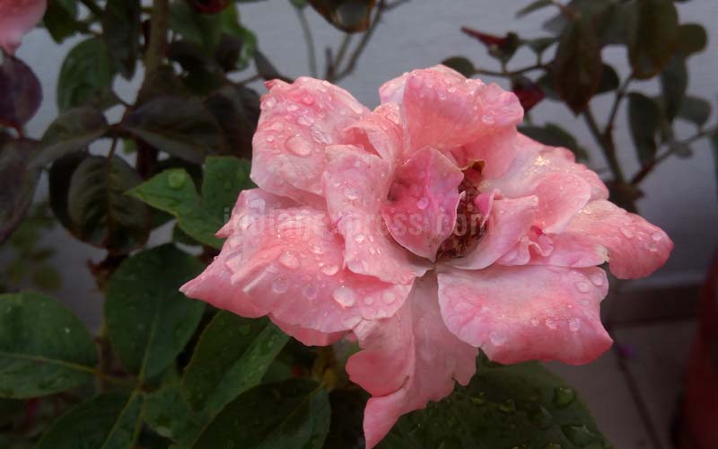 Panasonic Eluga Note 4G, Panasonic Eluga Note review, Panasonic Eluga Note specs, Panasonic Eluga Note 4G price, Panasonic Eluga Note 4G features, Panasonic Eluga Note 4G vs Redmi Note 3, technology, technology news