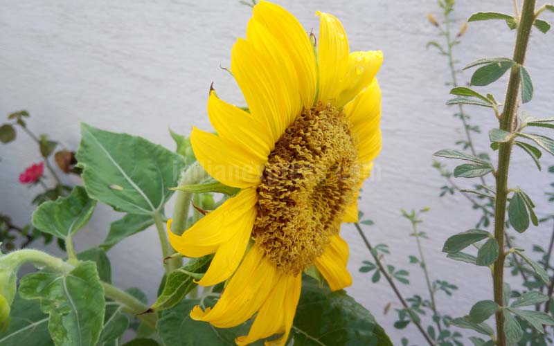 Panasonic Eluga Note 4G, Panasonic Eluga Note review, Panasonic Eluga Note specs, Panasonic Eluga Note 4G price, Panasonic Eluga Note 4G features, Panasonic Eluga Note 4G vs Redmi Note 3, technology, technology news