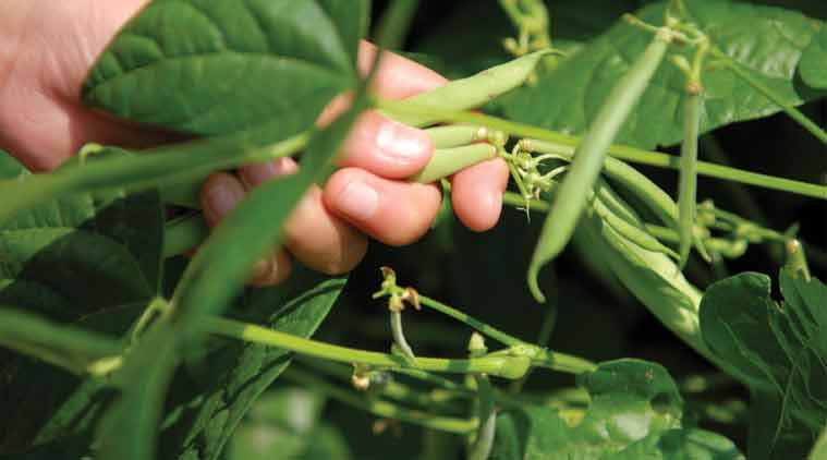 farmers, india farmers, narendra modi, Rajasthan Farmers, Indian monsoon rains, kharif pulses, guar cropping, India news
