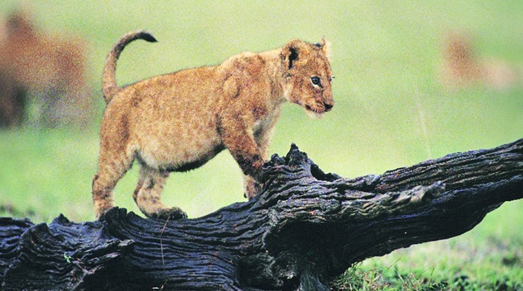 Born free, stay free: The less contact a wild animal has with our species, the better off it is. (Source: Thinkstock)