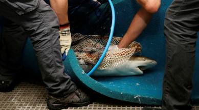 sharks, shark fishing, shark fins, india shark fishing, sharks endangered, shark hunting, shark exploitation, hunting shark, Shark Awareness Day, wwf india, wwf india sharks, wwf sharks, india news