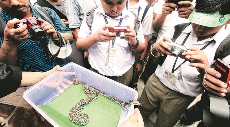 Two rock pythons artificially incubated at Kolkata zoo ...