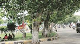 peepal, peepal tree, peepal ka ped, peepal importance, peepal can cure ailments, bodhi tree, pippala tree, ashwattha tree, Jaskiran Kapoor, latest news