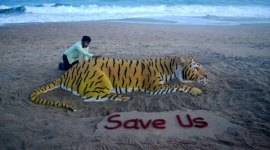 tiger day, international tiger day, india tiger conservation, jay tiger, india jay tiger missing, mumbai tiger missing, maharashtra tiger missing, india tiger missing, india tiger jay, india news, latest news