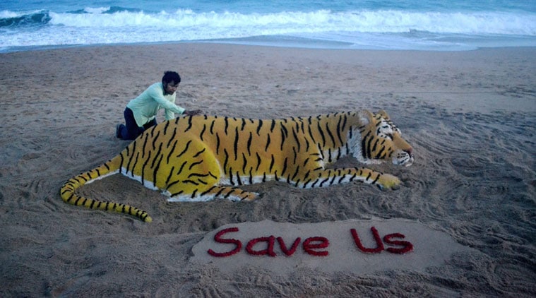 International Tiger Day How Can We Keep The Tiger Burning Bright The Indian Express