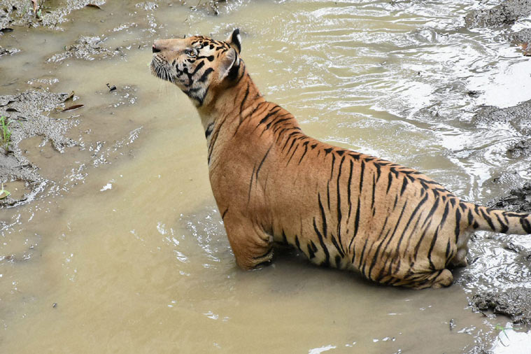 tiger day, international tiger day, india tiger conservation, jay tiger, india jay tiger missing, mumbai tiger missing, maharashtra tiger missing, india tiger missing, india tiger jay, india news, latest news