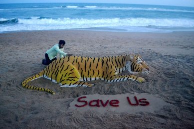 Tiger, Tiger (Not) Burning Bright - Wildlife SOS