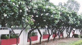 US-based charity, BAPS Charities, billion trees, planting trees, Hindu charity, US charity, US, US news, world news, latest news, Indian express