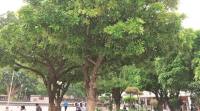 chandigarh, trees, trees chandigarh, use of trees, trees growing chandigarh, Barringtonia Acutangula, samundar-phal, india news, chandigarh news