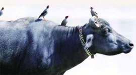 beef ban, india beef ban, BJP, beef export, beef ban India, BJP, India beef exports, beef exports, domestic milk availability, india beef exports, beef exports india, india beef, beef india, bovine meat, bovine meat exports, india news