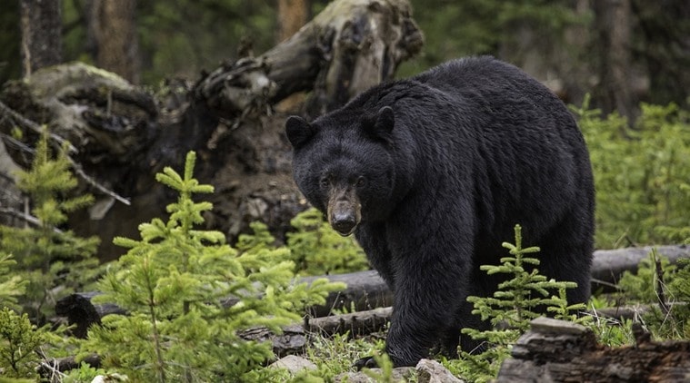 Canada, wildlife, bear, bears, bears killed, bear killed, bear killing, wildlife officers, canada bears killed, wildlife news, world news
