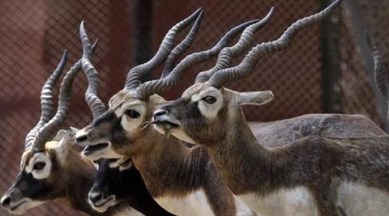 blackbuck, blackbuck telangana, blackbuck death, hyderabad blackbuck death, telangana blackbuck death, blackbuck news, india news