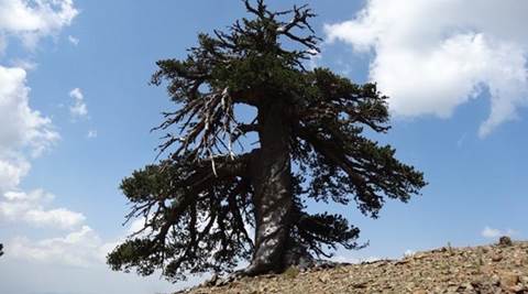 oldest tree, europe oldest tree, Bosnian pine, Bosnian pine oldest tree, northern Greece, Greece, Europe Bosnian pine, europe oldest tree, climate change, climate change research, latest world news