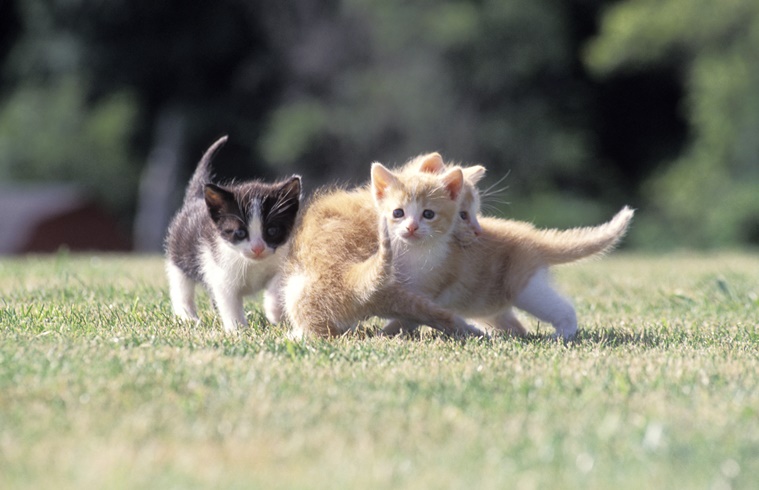 Tiny Kittens Playing