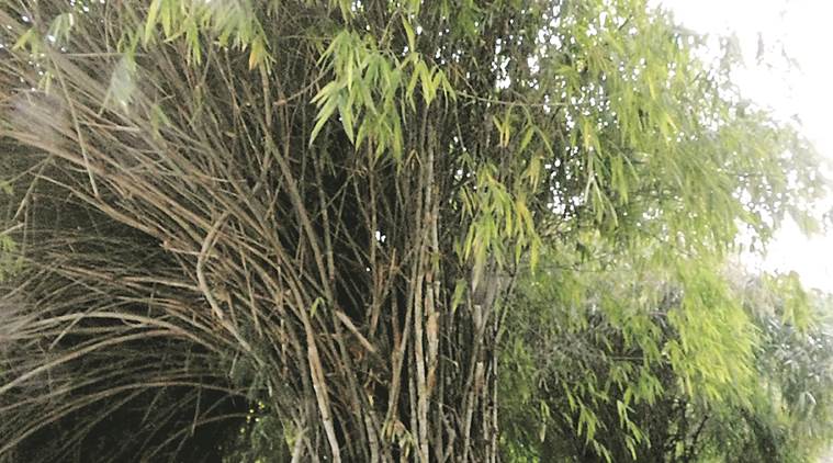 A bamboo tree in Chandigarh.