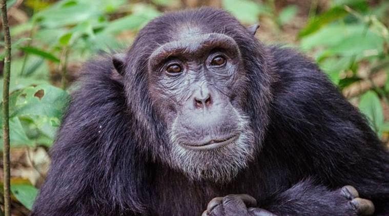 Chimpanzee, Chimpanzee and humans,