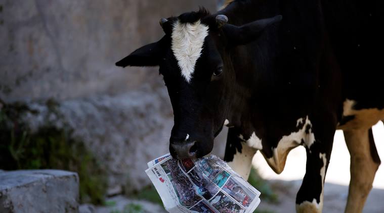 Haryana, Haryana Government,Gau Raksha dals, Gau Raksha, Cow protectors in India, India cow deaths, Holy cow in India, Indian Holy cow, Holy cow, Cows in India, cow vigilantism, latest news, Indi a news