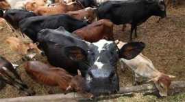 cow slaughter, cow slaughter ban, pil cow slaughter, supreme court cow slaughter, india news