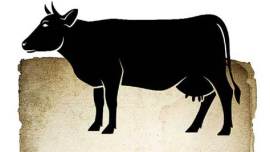 beef ban, cow ban, beef, cow, meat, cow killing, cow slaughter, slaughter cow, meat ban, killing cows, beef illegal, cow politics, slaughterhouses, beef legal states india, beef illegal states india, beef ban, beef ban issue, beef ban controversy, hindu, beef ban india, bjp beef ban, india news, nation news, indian express opinion