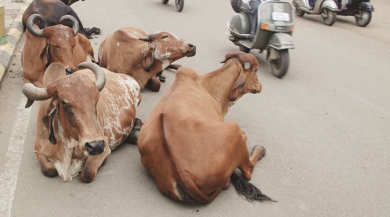 cow